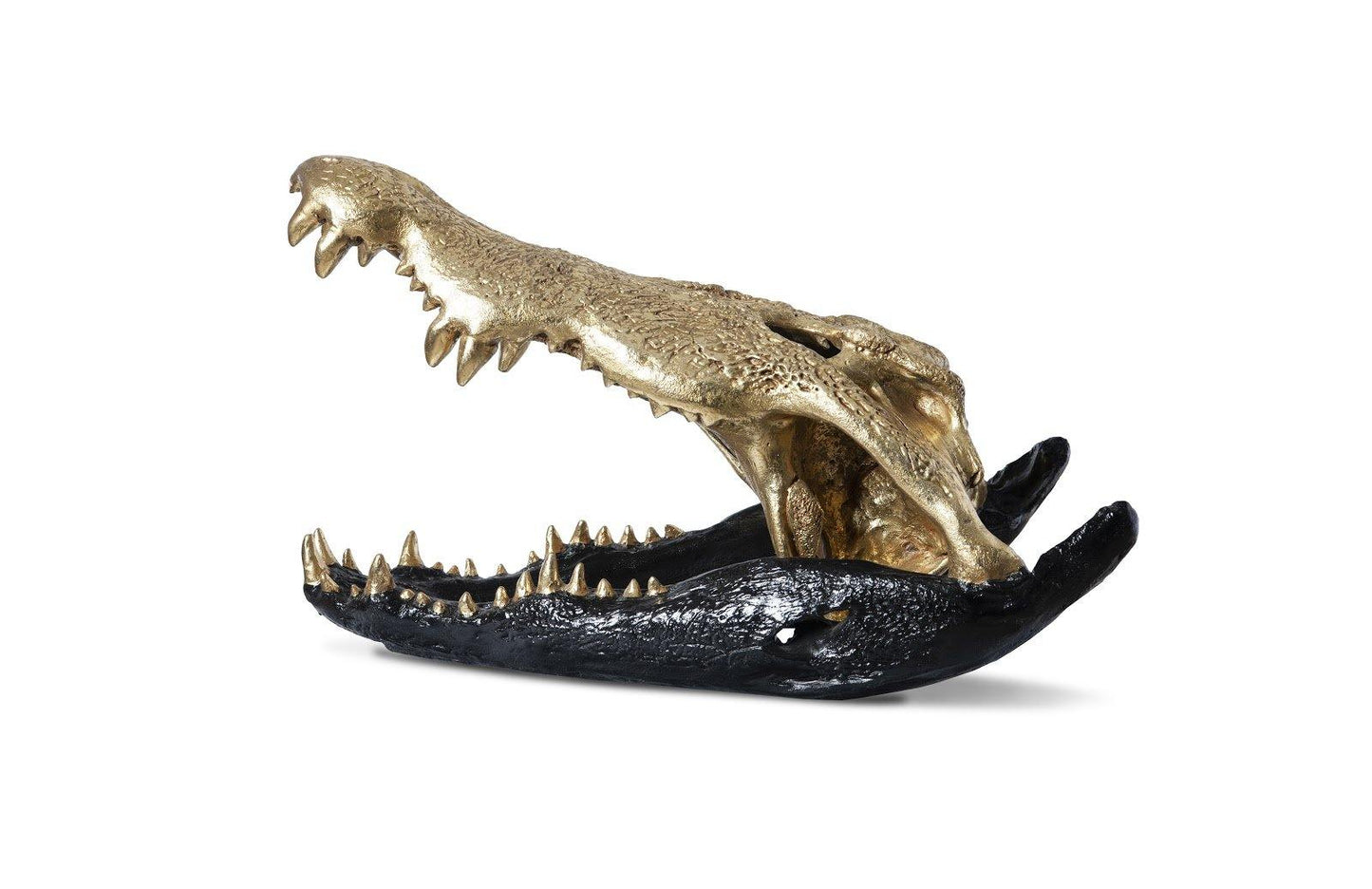 Crocodile Skull