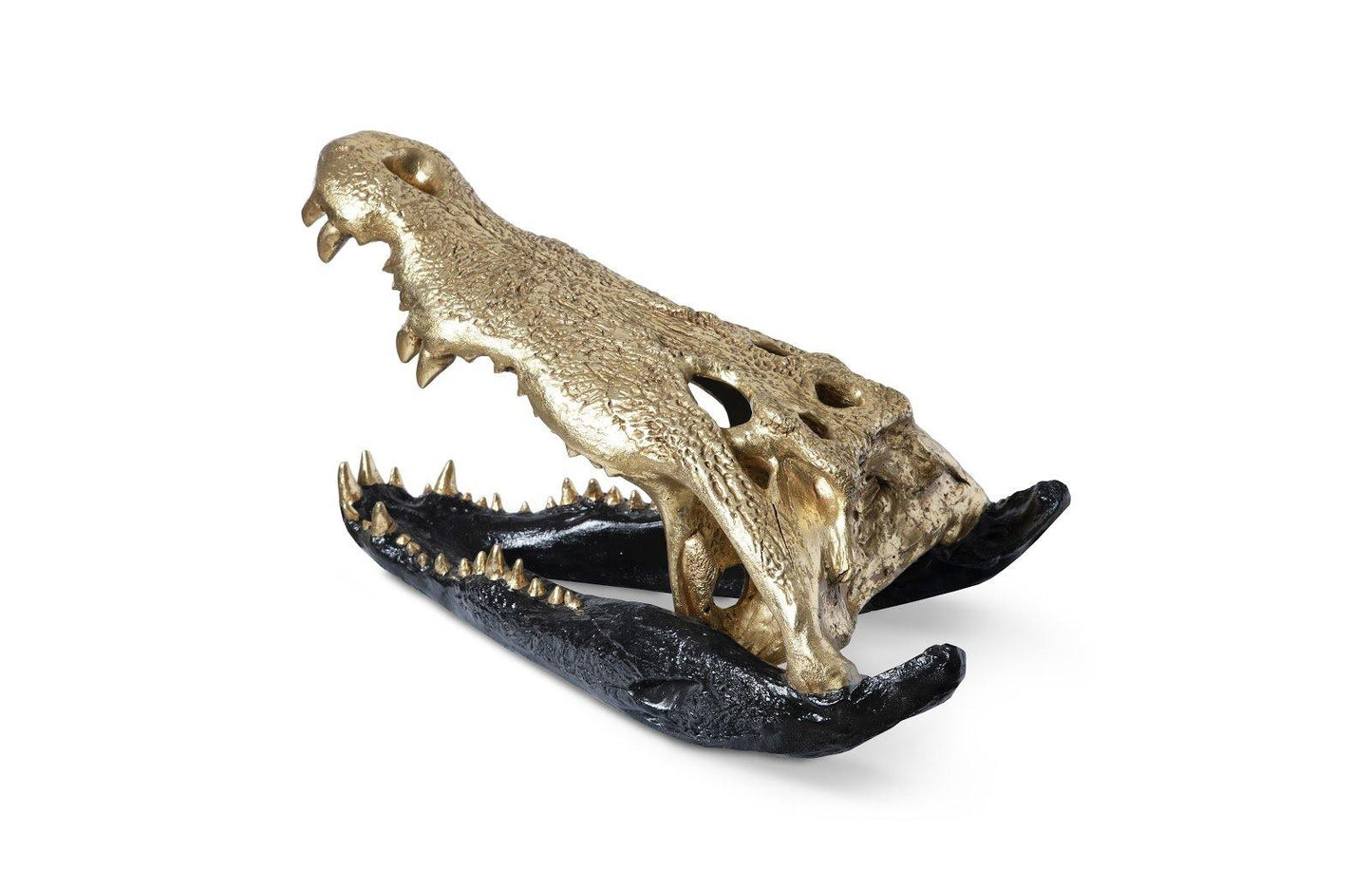 Crocodile Skull