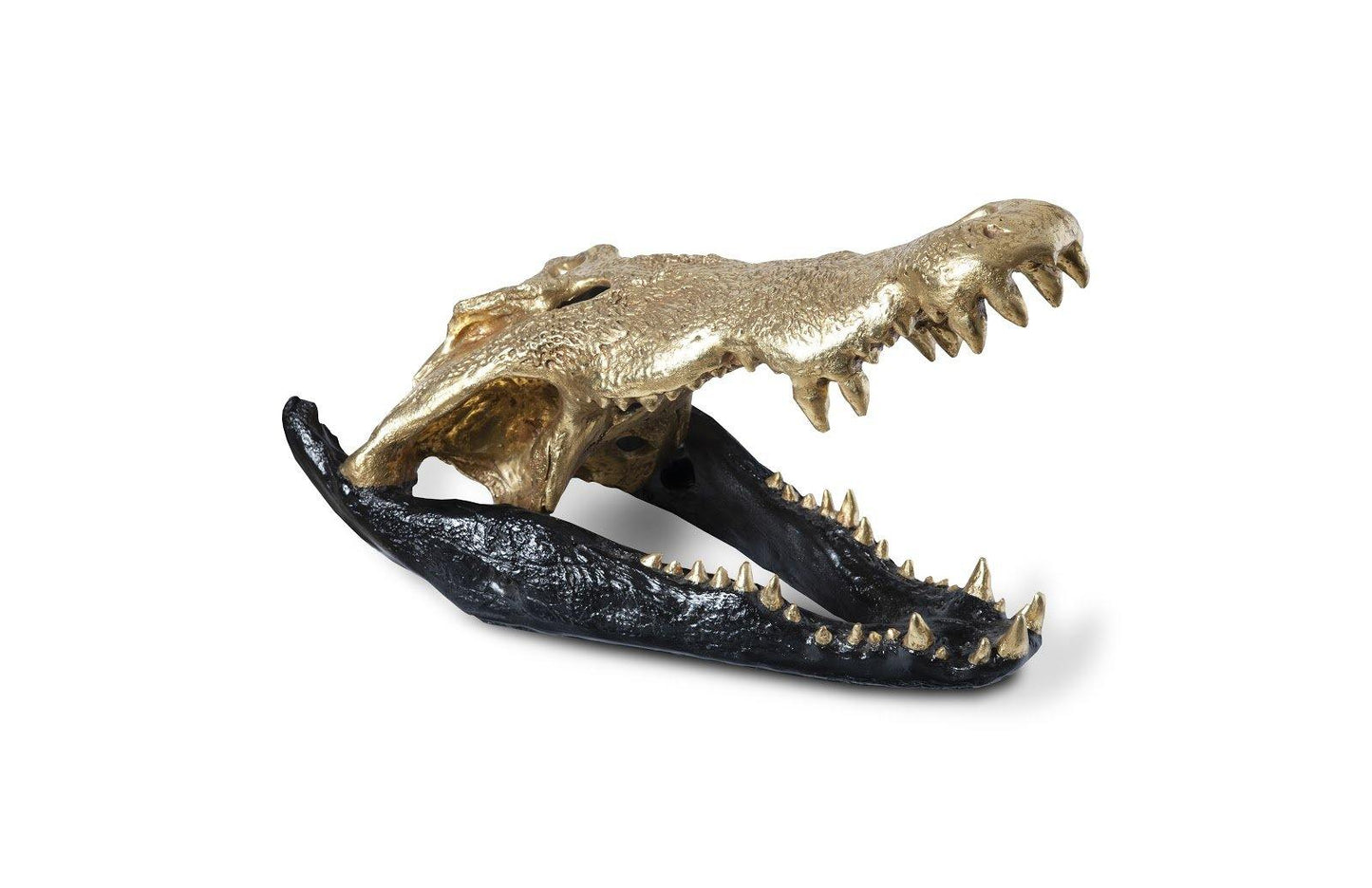 Crocodile Skull