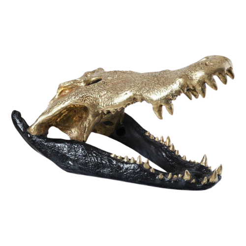 Crocodile Skull